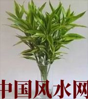 深圳十二生肖养什么植物最旺财运？你知道吗！